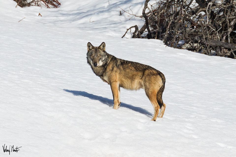 Lupo al Parco Orsiera Rocciavré - Valerio Minato